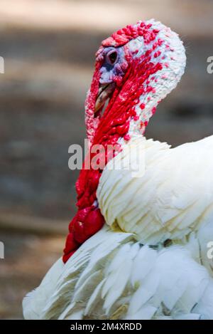 Portrait d'une dinde domestique. Banque D'Images