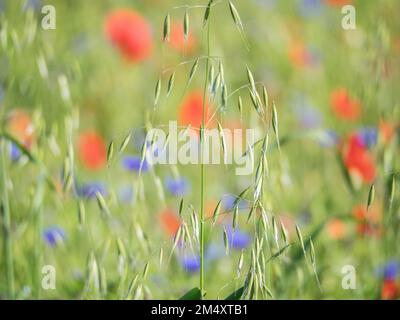 Fleurs sauvages sur le Piano Grande, Castelluccio, Ombrie, Italie, Europe Banque D'Images