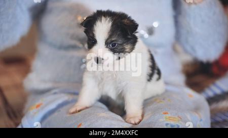 Un chiot de race ordinaire dans les bras d'une femme. Banque D'Images