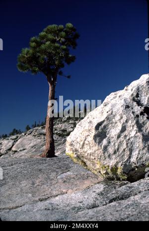 Parc national de Yosemite. CA ETATS-UNIS. Tioga Pass est un col de montagne situé dans la chaîne de montagnes de la Sierra Nevada en Californie. La State route 120 s'y traverse et sert de point d'entrée est pour le parc national de Yosemite, à la station d'entrée Tioga Pass. Il s'agit de la passe d'autoroute la plus haute en Californie et dans la Sierra Nevada à une altitude de 3 031 m (9 945 pi). Mount Dana est à l'est du col, et Gaylor Peak à l'ouest. Banque D'Images