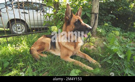 Un berger allemand couché sur l'herbe. Banque D'Images