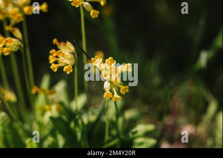 primrose primula veris (cowslip commun) fleurs. premier printemps jaune vif fleurs sauvages en pleine floraison dans le jardin ou le champ. horticulture sauvage, Banque D'Images