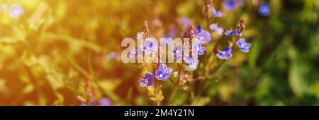 fleurs forget-me-not (myosotis sylvatica). premier bleu vif fleurs sauvages en pleine floraison dans le jardin ou le champ. horticulture sauvage, homesteading. Banque D'Images