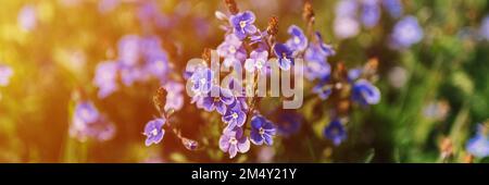 fleurs forget-me-not (myosotis sylvatica). premier bleu vif fleurs sauvages en pleine floraison dans le jardin ou le champ. horticulture sauvage, homesteading. Banque D'Images