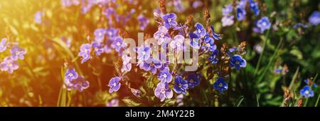 fleurs forget-me-not (myosotis sylvatica). premier bleu vif fleurs sauvages en pleine floraison dans le jardin ou le champ. horticulture sauvage, homesteading. Banque D'Images