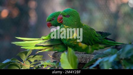 La paire de Lorikeet à la poitrine squameuse (Trichoglossus chlorolépidotus) repose sur une branche. Banque D'Images