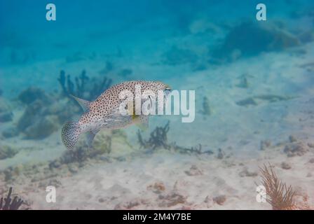 Porcupinefish diodon hystrix un nageant épineux loin de la scène Banque D'Images