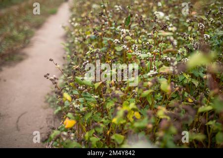 Sarrasin au stade de maturation avant récolte. Fagopyrum esculentum, sarrasin japonais et sarrasin à silverhull qui fleurissent sur le terrain. Fermer-u Banque D'Images