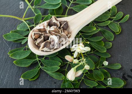 Graines de moringa organiques - Moringa oléifera Banque D'Images