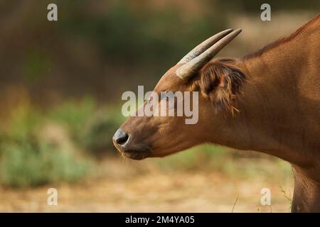 Portrait d'un buffle forestier (Syncerus caffer nanus) dans le dessert, captif, distribution Afrique Banque D'Images