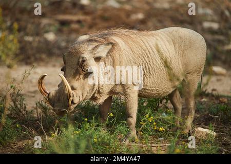 Le warthog commun (Phacochoerus africanus), marchant dans le dessert, captif, distribution Afrique Banque D'Images