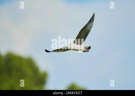 Guette à pattes jaunes (Larus michahellis), faune, volant au-dessus de la mer, France Banque D'Images