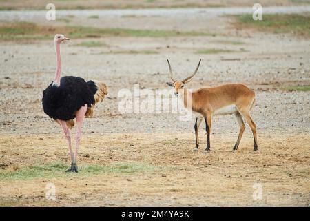 Autruche commune (Struthio camelus) dans le dessert avec un lechwe méridional (Kobus leche) en arrière-plan, captif, distribution Afrique Banque D'Images