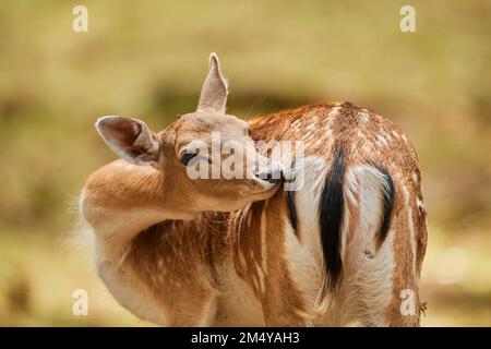 Cerf de Virginie (dama dama) doe, portrait, dans une forêt bavaroise, Bavière, Allemagne Banque D'Images