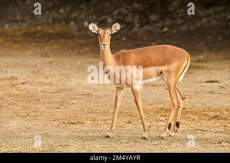 Femelle Impala (Aepyceros melampus) dans le dessert, captive, distribution Afrique Banque D'Images