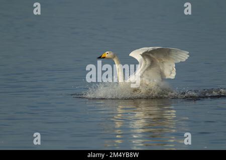 Whooper Cygne (Cygnus cygnus) adulte qui débarque sur un lac, Cambridgshire, Angleterre, Royaume-Uni Banque D'Images