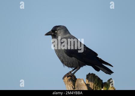 Jackdaw (Corvus monedula) oiseau adulte sur une souche d'arbre, Surrey, Angleterre, Royaume-Uni Banque D'Images