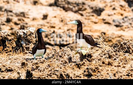 Brown Booby (Sula leucogaster), îles Farasan, Royaume d'Arabie Saoudite Banque D'Images