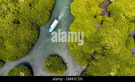 Antenne de la forêt de mangroves, îles Farasan, Royaume d'Arabie Saoudite Banque D'Images