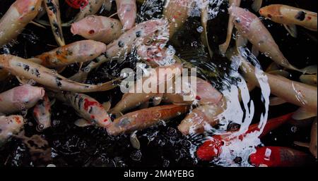 Le poisson Koi calme laisse de l'air s'élever à la surface., Cyprinus caprio, Cyprinus rubrofuscus nagent. Poisson de carpe ou de Koi fantaisie dans l'étang. Banque D'Images