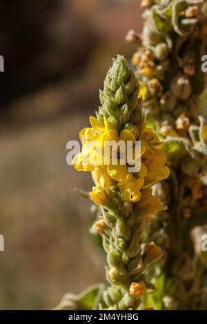 Gros plan d'une pointe de fleur d'une plante de mullein de Wooly Banque D'Images