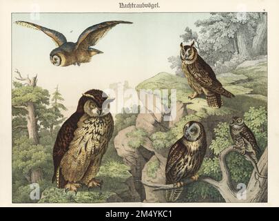 Hibou eurasien, Bubo Bubo a, hibou à longues oreilles, ASIO otus b, hibou tawny, Strix aluco c, hibou à oreilles courtes, ASIO flammeus d, et petit hibou, Athene noctua e. Chromolithograph de Gotthilf Heinrich von Schubert, Histoire naturelle des royaumes animaux (Natugeschichte des Tierreichs), Schreiber, Munich, 1886. Banque D'Images