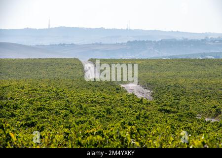 Champs de vignes vallonnés pour le sherry, Jerez de la Frontera, Espagne Banque D'Images