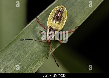 Bug à pieds feuilles Nymph de l'espèce Athaumastus haematicus Banque D'Images