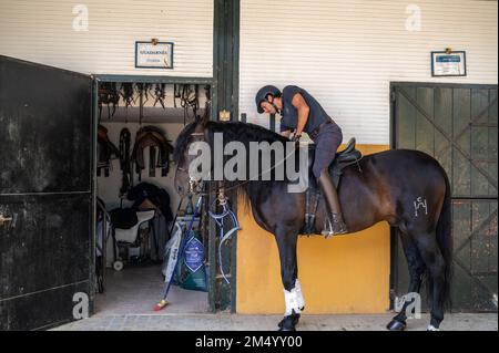 Cavalier se préparant à la ferme de chevaux de chevaux andalous chevaux Jerez de la Frontera, Espagne Banque D'Images