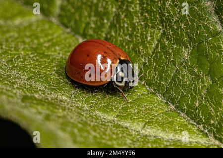 Adulte immaculée Lady Beetle de l'espèce Cyclone sanguinea Banque D'Images