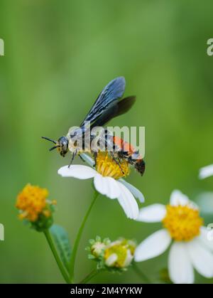 Photo sélective de velours et d'abeille perchée sur une fleur Banque D'Images