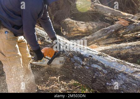 Le travailleur des services utilise une tronçonneuse pour couper les arbres, ce qui entraîne la destruction des forêts et des catastrophes écologiques. Banque D'Images