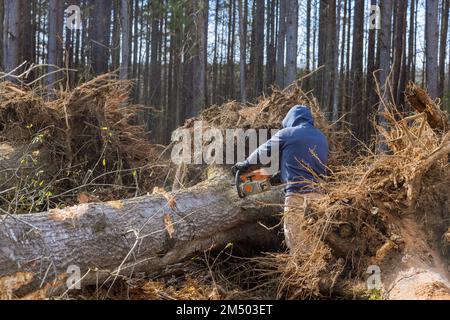 Couper les arbres à l'aide d'une tronçonneuse est un désastre écologique dévastateur, car les travailleurs détruisent la forêt. Banque D'Images