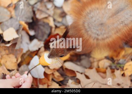 Portrait de l'écureuil de renard Sciurus niger assis sur la branche isolée sur le vert. Maintient la partie avant avec l'écrou sur la poitrine. Faune urbaine. La plus grande espèce d'arbre. Photo de haute qualité Banque D'Images