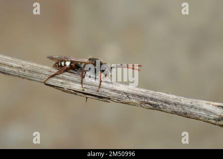 Gros plan détaillé sur une abeille nomade à l'ours, Nomada alboguttata, assise sur une branche Banque D'Images