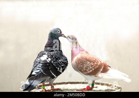 belle couleur de pigeon de maison debout dans la maison loft Banque D'Images