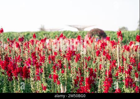 La fleur d'Antirrhinum majus rouge ou de Snapdragon pousse dans le jardin au printemps Banque D'Images