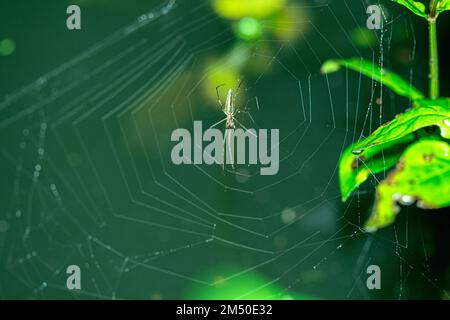 Gros plan d'une araignée d'Orchard sur une toile d'araignée, avec une feuille verte en arrière-plan Banque D'Images