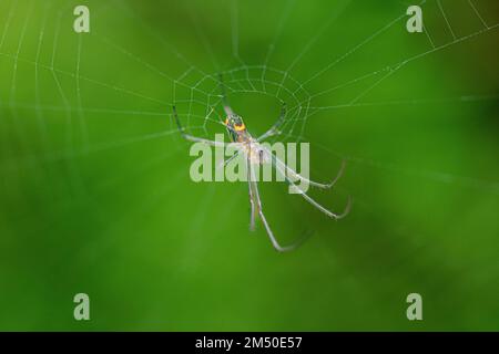 Un gros plan d'une araignée d'Orchard sur une toile d'araignée, avec un arrière-plan vert flou Banque D'Images