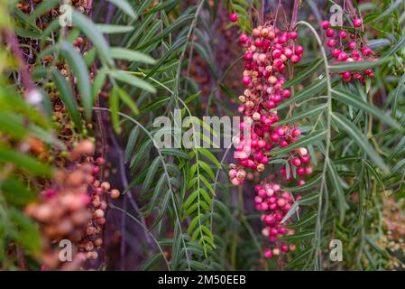 Fruits ronds rouges de peppertree péruvien sur fond de feuilles vertes Banque D'Images