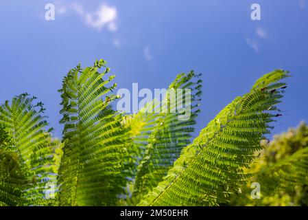 Bordure verte des feuilles. Delonix regia laisse sur fond bleu ciel. Nature estivale Banque D'Images