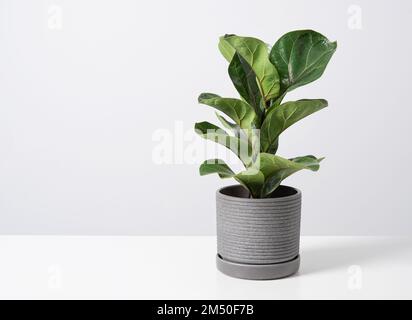 ficus lirata bambino plante tropicale dans un pot en béton sur fond gris. Style scandinave. Vue avant et espace de copie. Banque D'Images