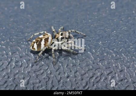 Gros plan détaillé sur une araignée sauteuse de zèbre, salticus scenicus sur une surface en plastique Banque D'Images