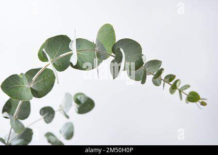 Gros plan sur des branches d'eucalyptus sur fond gris clair. Banque D'Images