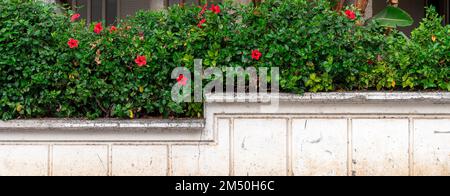 Magnifiques arbustes décoratifs avec fleurs rouges sur la clôture blanche Banque D'Images