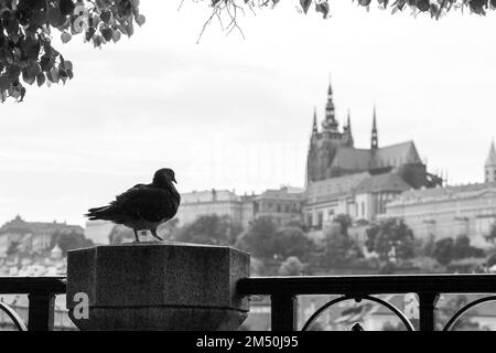 Photo en niveaux de gris d'un pigeon assis sur une clôture avec le château de Prague en arrière-plan, tchèque Banque D'Images