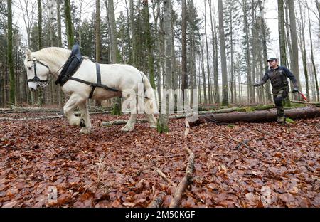 Zwiefalten, Allemagne. 24th décembre 2022. L'enregistreur Peter Schönle est à la veille de Noël avec sa glace à sang froid Lukas dans une forêt près de Sonderbuch et déplace les billes sur une route forestière crédit: Thomas Warnack/dpa/Alay Live News Banque D'Images