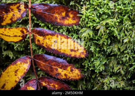 Asturies, Espagne - 31 octobre 2021 : feuilles d'arbre de Sorb aux couleurs automnales Banque D'Images