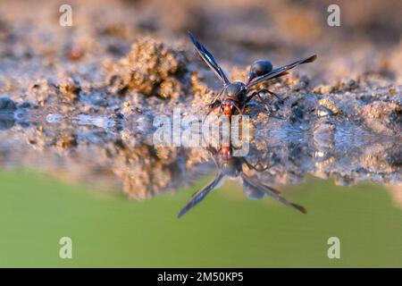 Guêpe de boue noire (Delta emarginatum) de Zimanga, Afrique du Sud. Banque D'Images