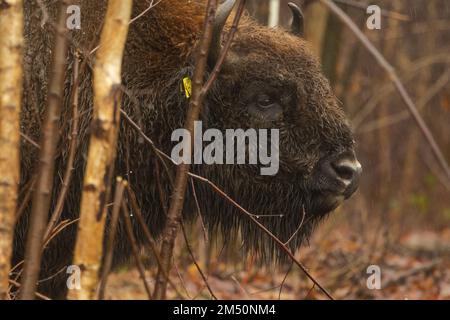 UK bison: Nouveau taureau en provenance d'Allemagne, le matin du premier jour dans sa nouvelle maison à Blean Woods, Kent, Angleterre, Royaume-Uni. Banque D'Images